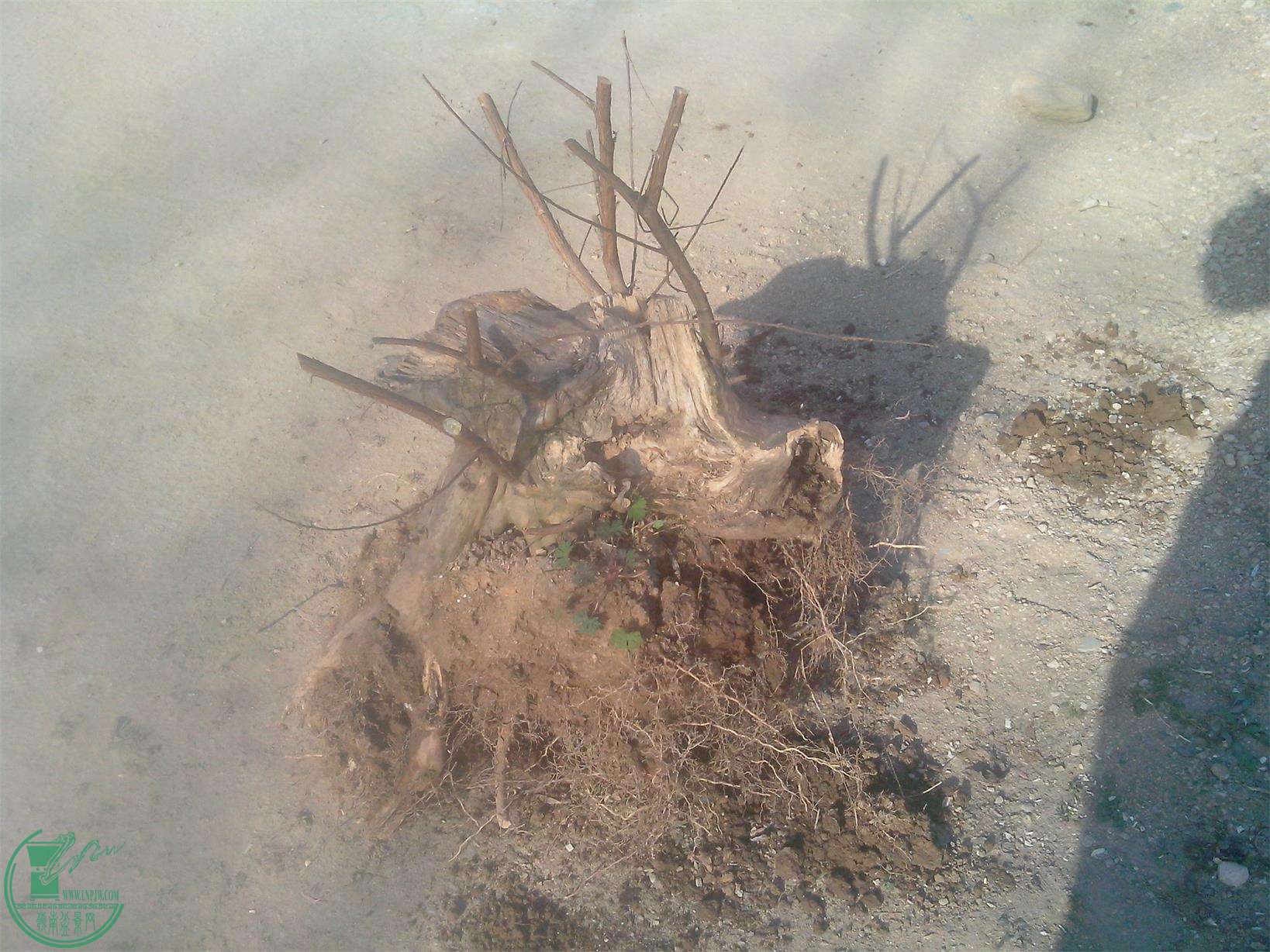 IMG20150121014.jpg