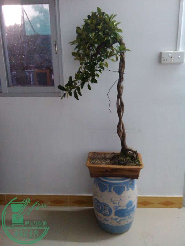 IMG_20141220_174817.jpg