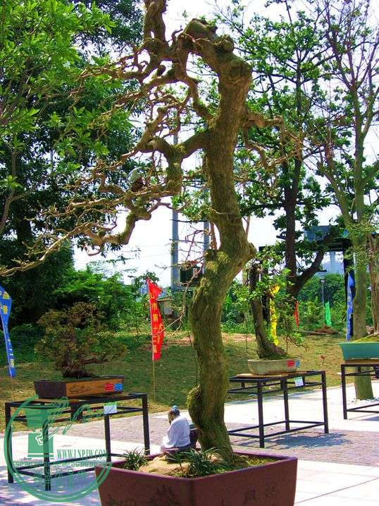 Ƭ 018.jpg