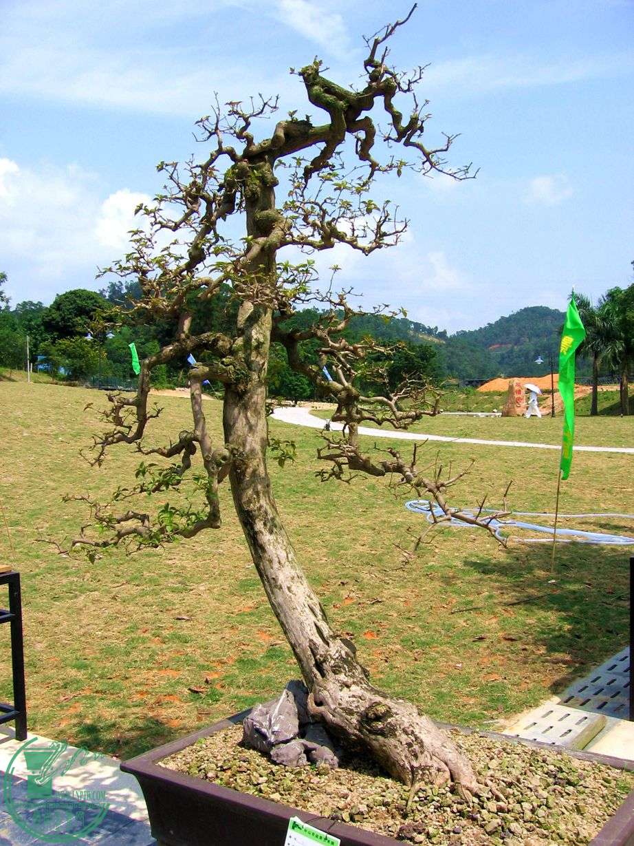Ƭ 022.jpg