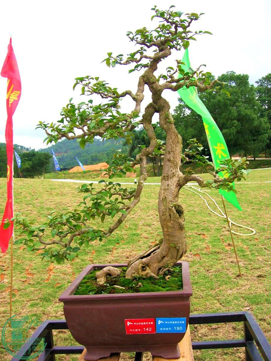 Ƭ 040.jpg