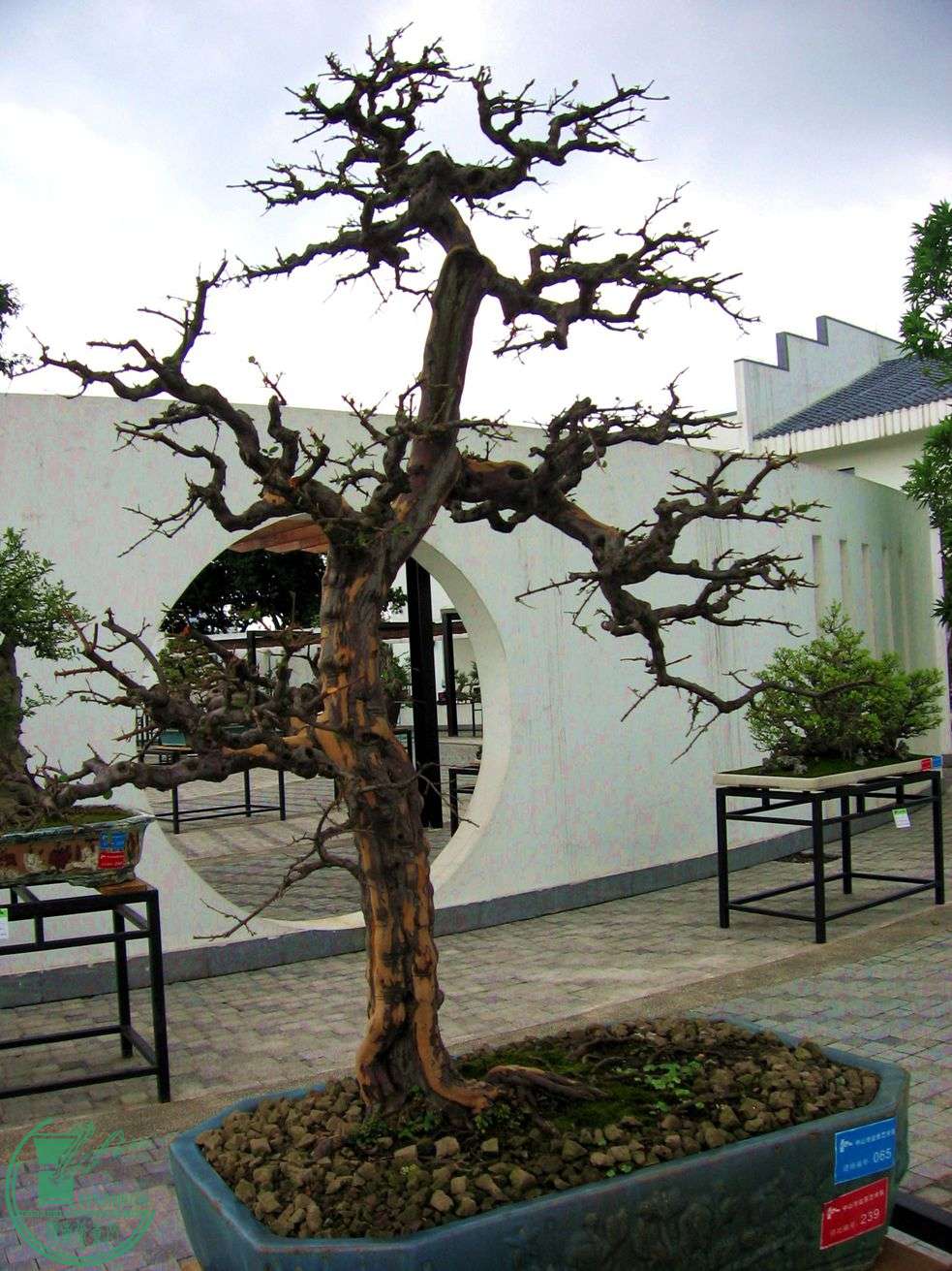 Ƭ 043.jpg