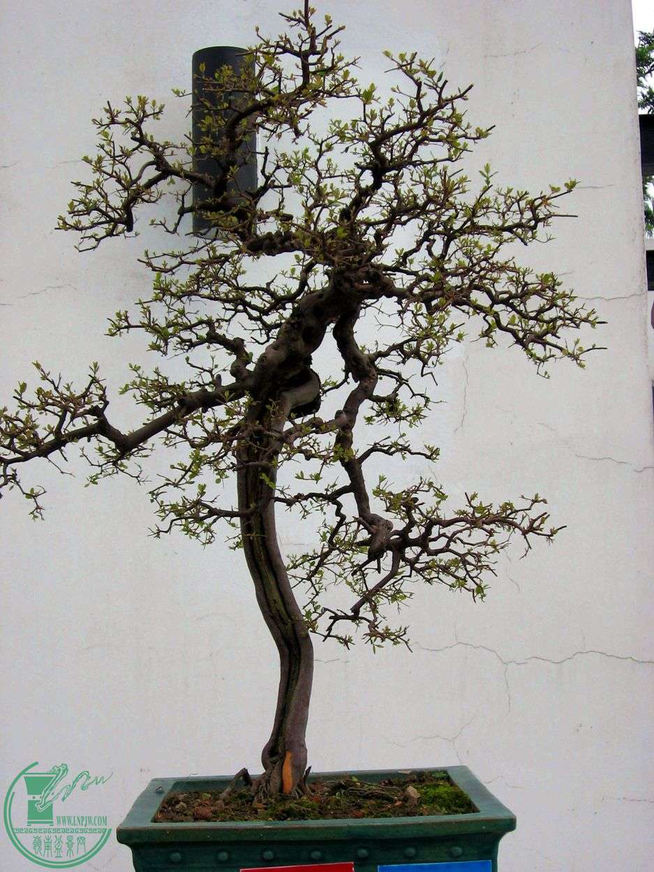 Ƭ 046.jpg