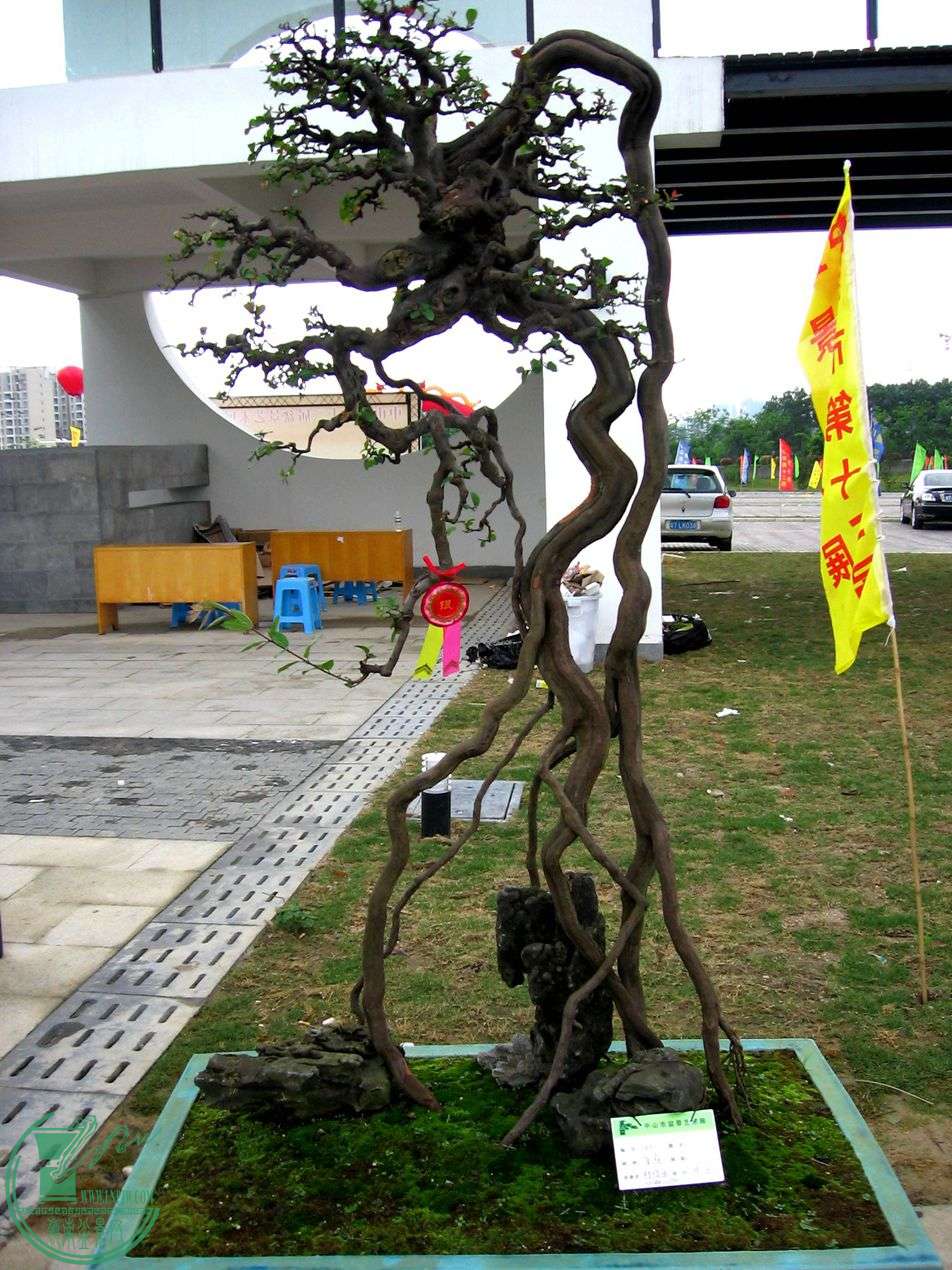 Ƭ 049.jpg
