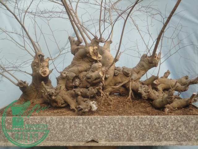 DSC02224.JPG