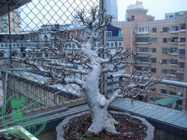 С DSC00230.JPG