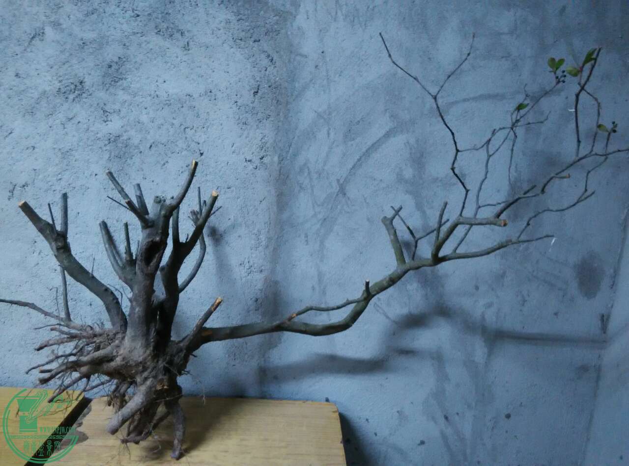 16504_9602890.jpg
