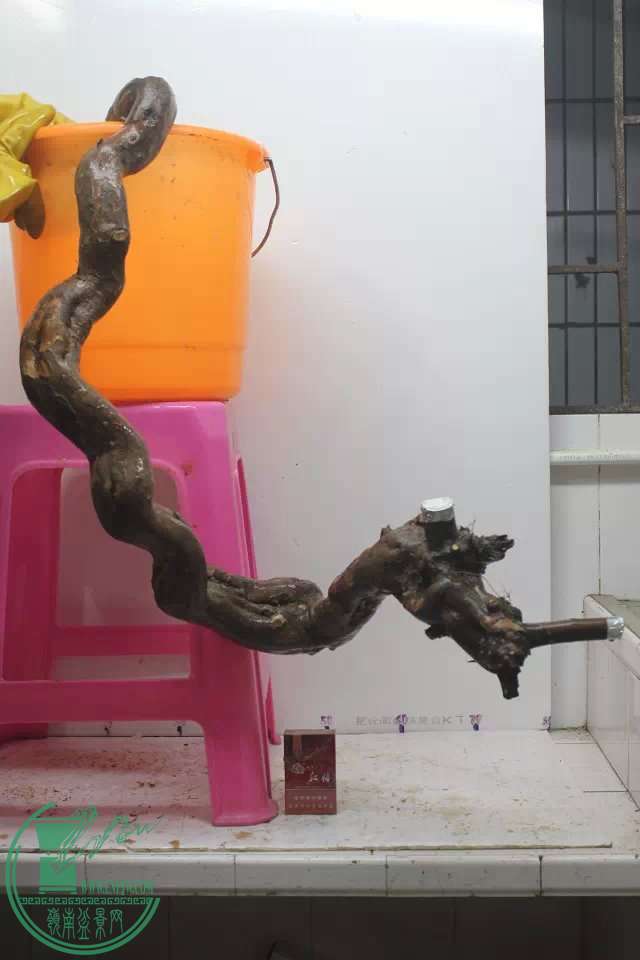 psb (2).jpg