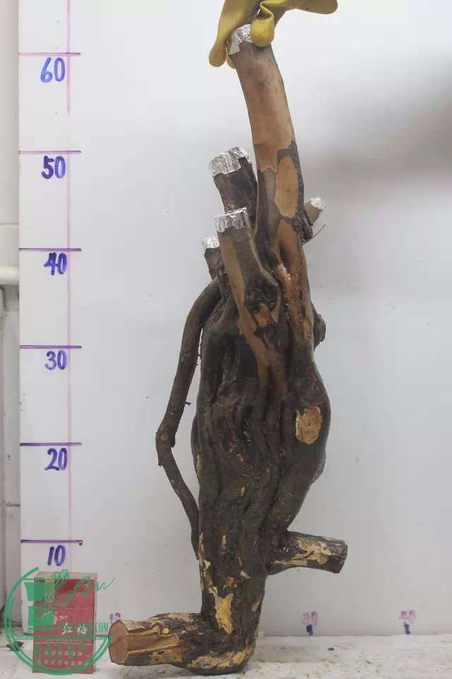 psb (15).jpg