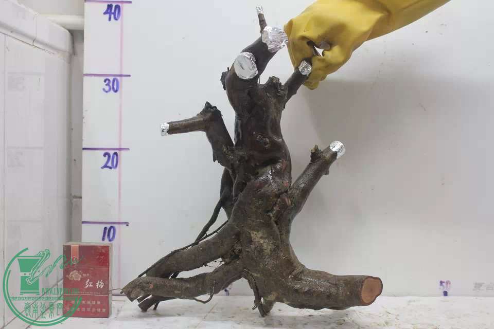 psb (13).jpg