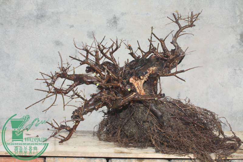 Ƭ20131026ۺ 2524.jpg