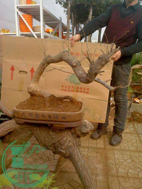 IMG0131105300.jpg