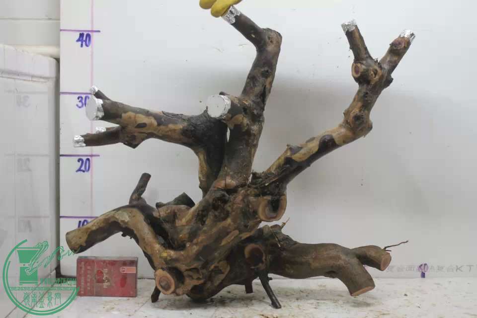 psb (2).jpg
