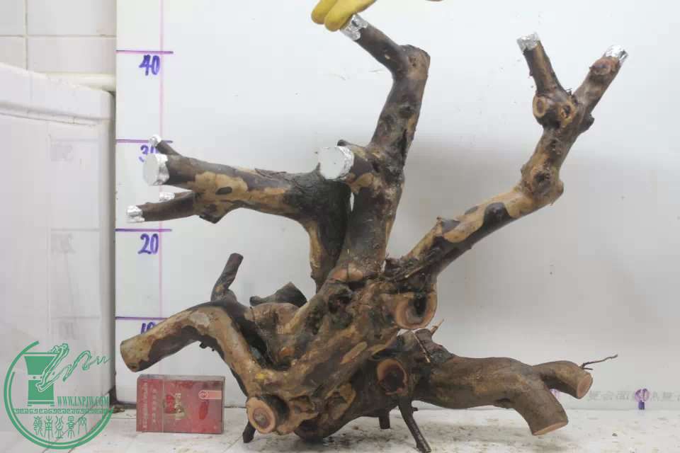 psb (3).jpg
