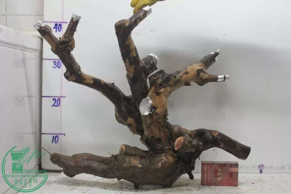 psb (4).jpg