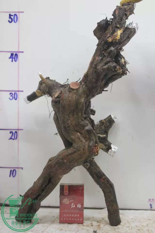 psb (3).jpg
