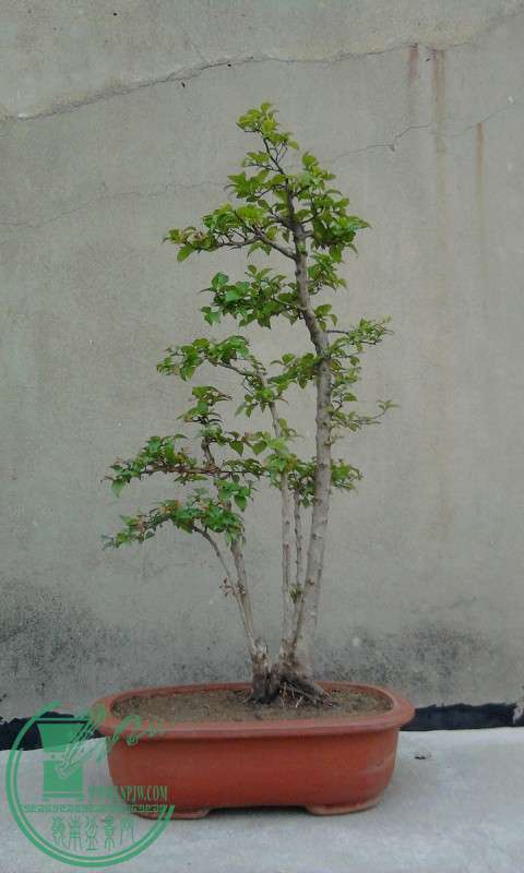 psb (2).jpg