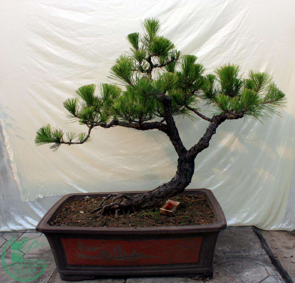 20140724 034.jpg