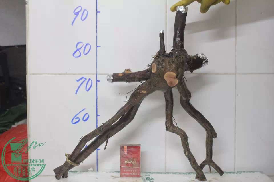 psb (9).jpg