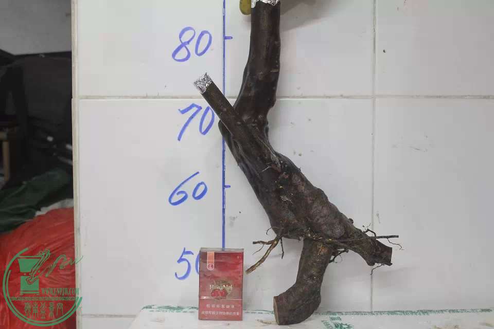 psb (12).jpg