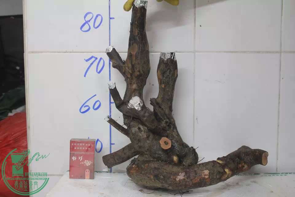 psb (14).jpg