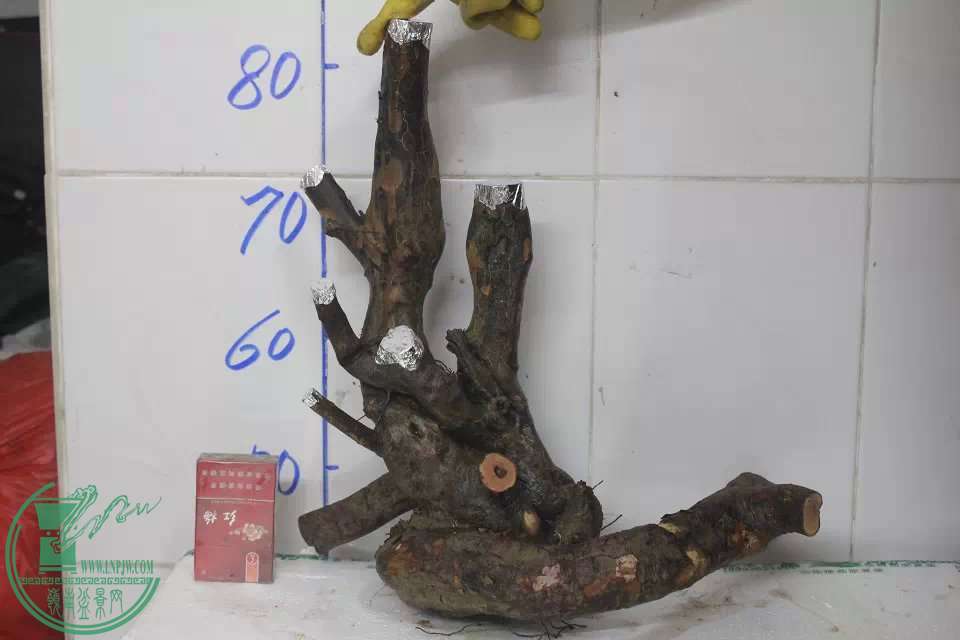 psb (15).jpg