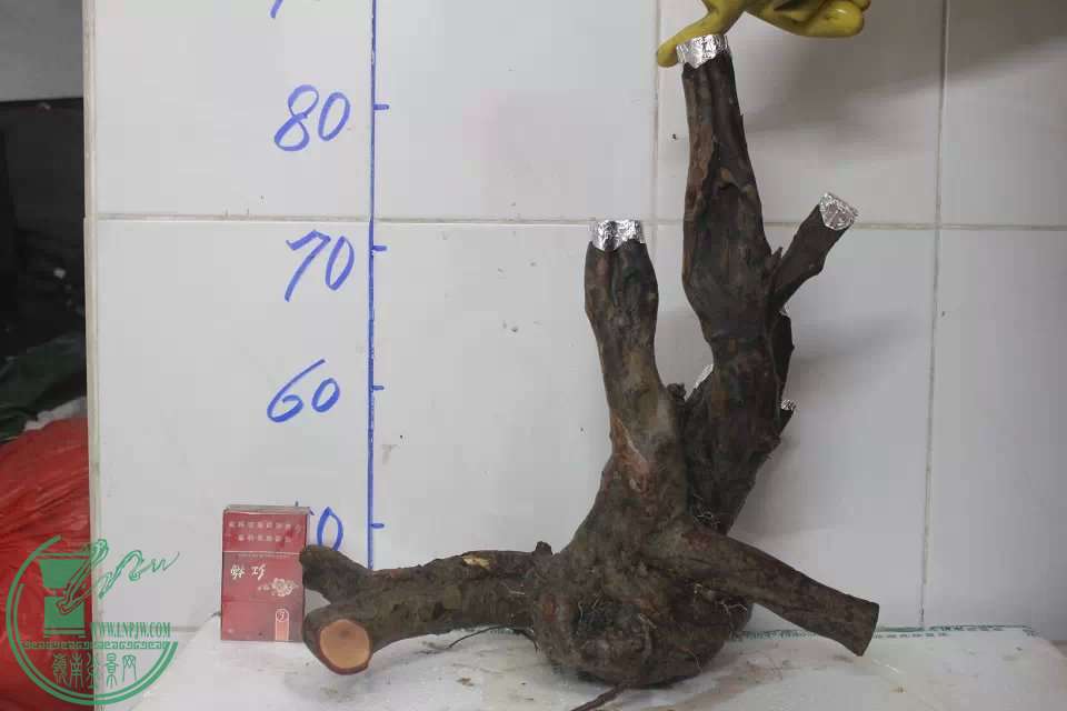 psb (16).jpg