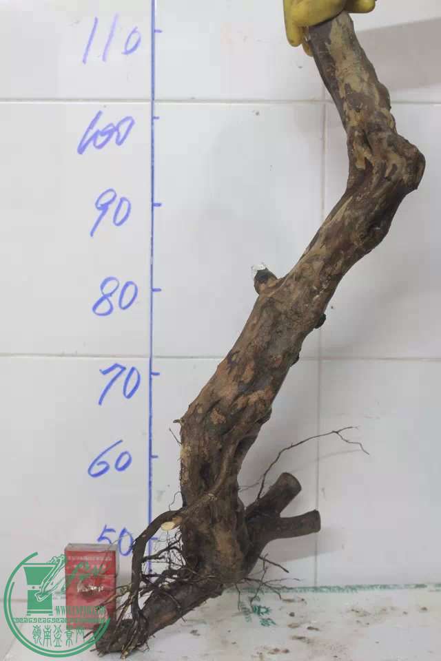psb (20).jpg