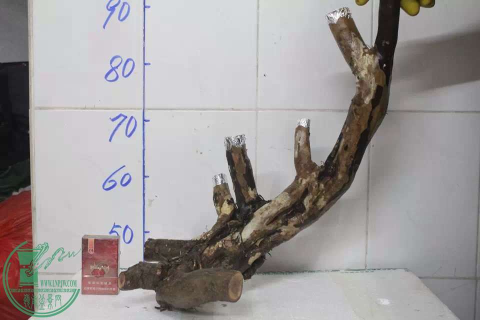 psb(3).jpg
