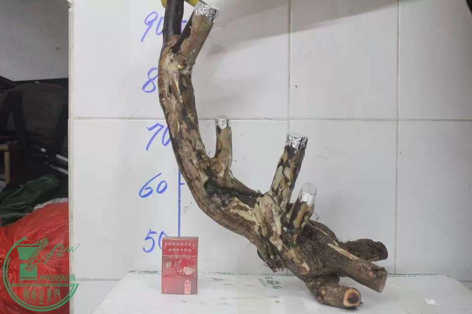 psb(4).jpg