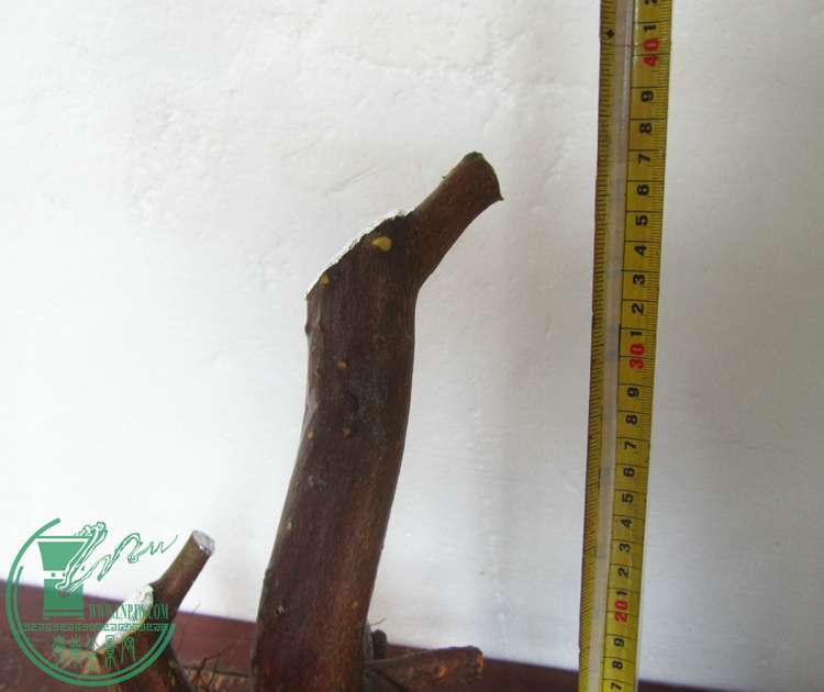 ߶38cm