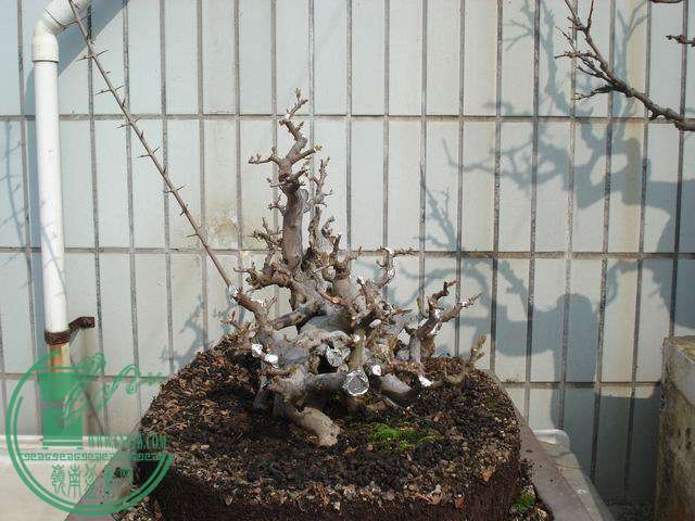С DSC00246.JPG