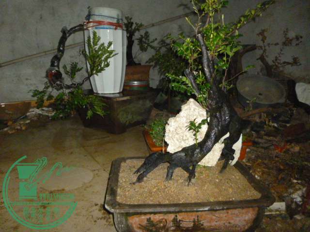 P1120880.JPG