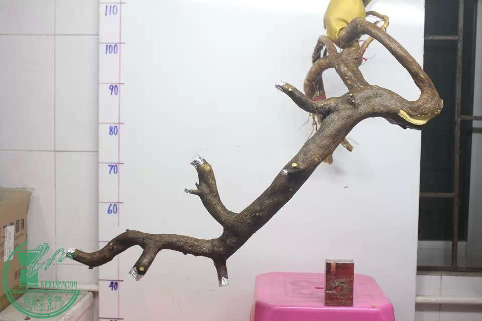 psb (3).jpg