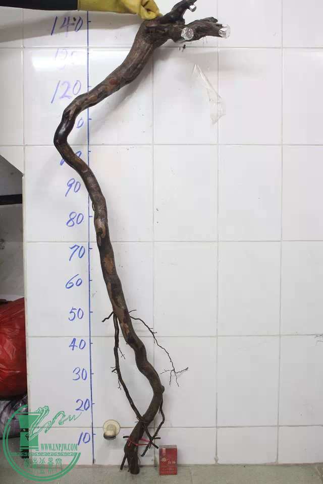 psb (2).jpg