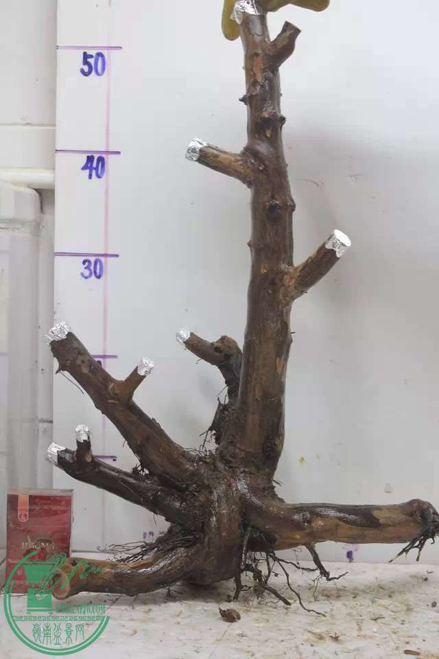 psb (11).jpg