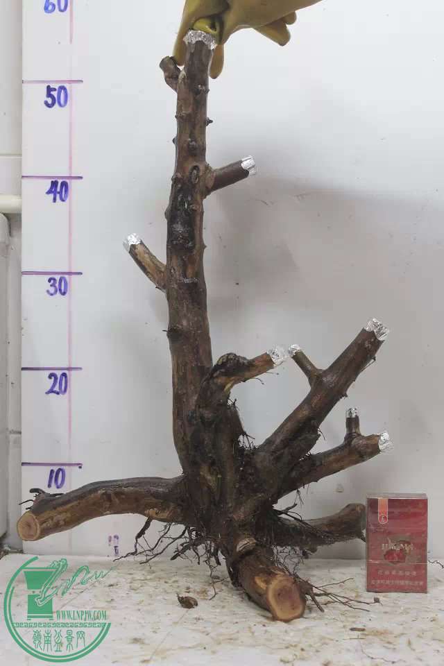psb (12).jpg