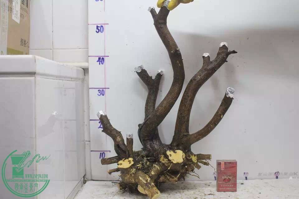 psb (22).jpg
