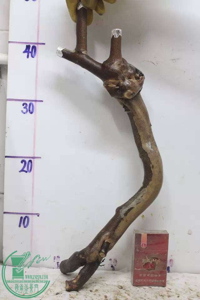 005555ijnlnhlvhyj3nk10.jpg.thumb.jpg
