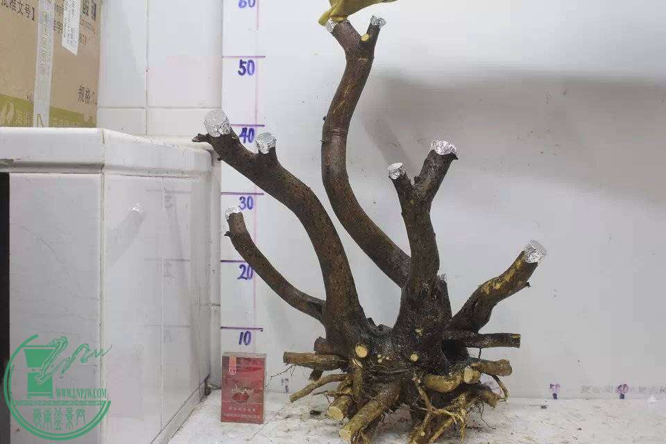 005624jz3dqvgi8lcdl999.jpg.thumb.jpg