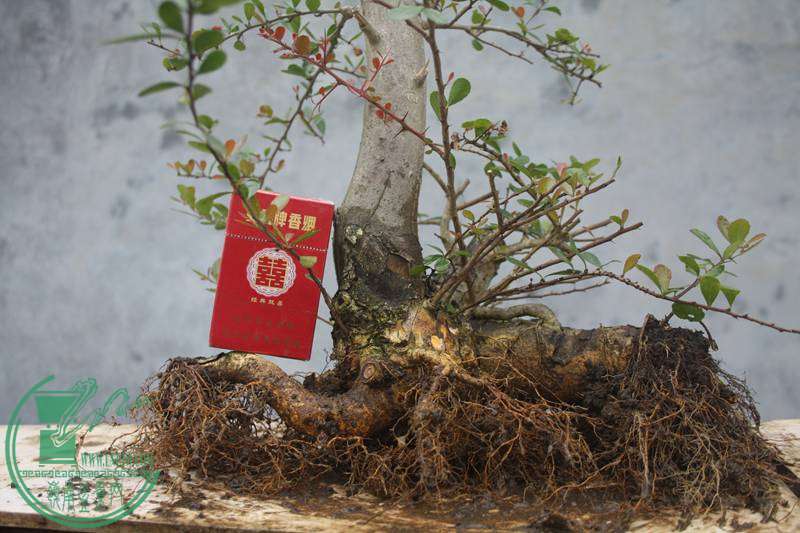 Ƭ20131026ۺ 2543.jpg