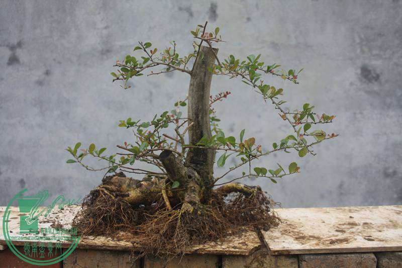 Ƭ20131026ۺ 2542.jpg
