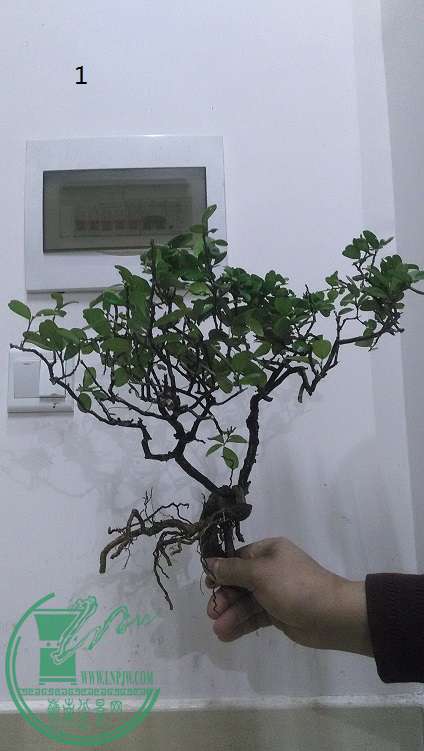 IMG_20150207_201406.jpg