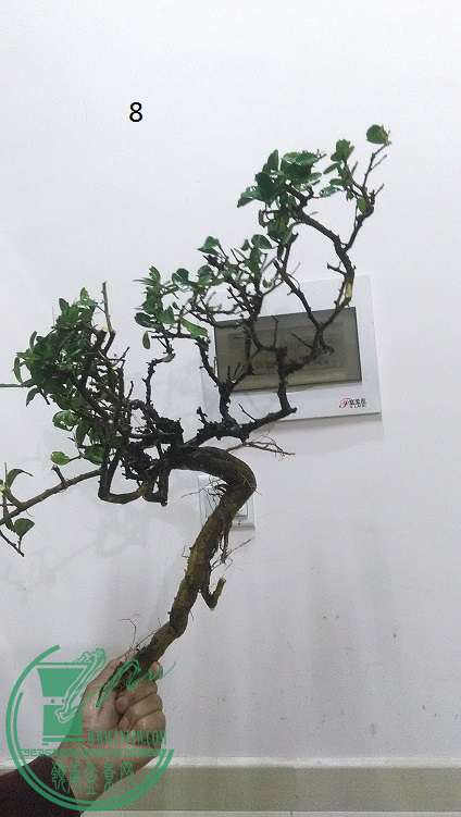 IMG_20150207_201115.jpg