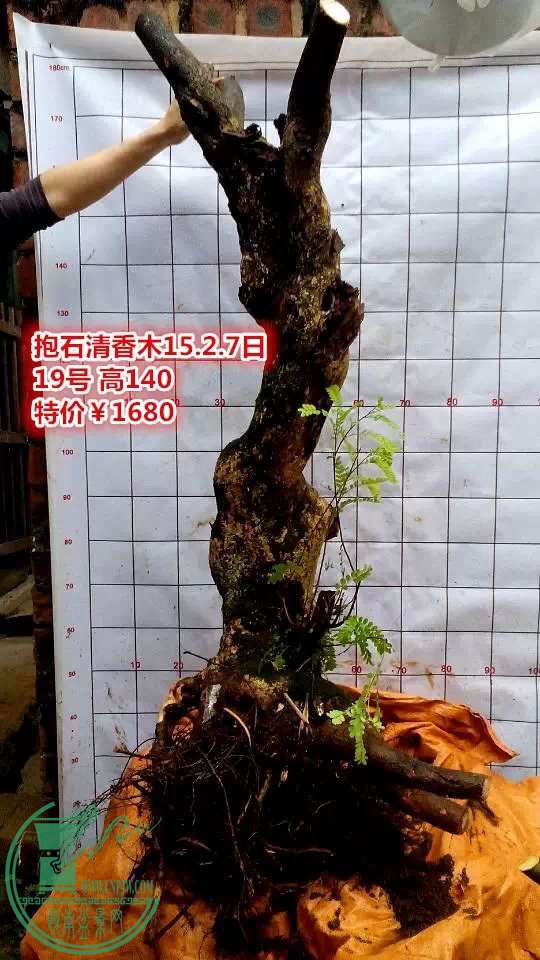psb (57).jpg