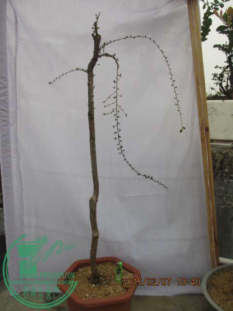 IMG_5386.JPG