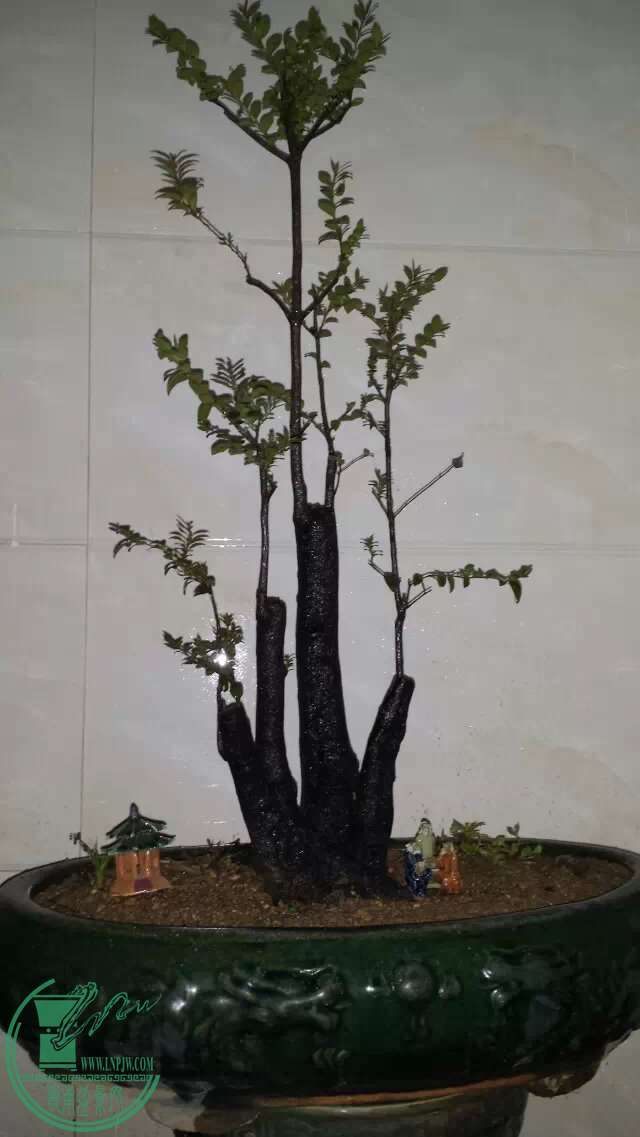 psb (10).jpg