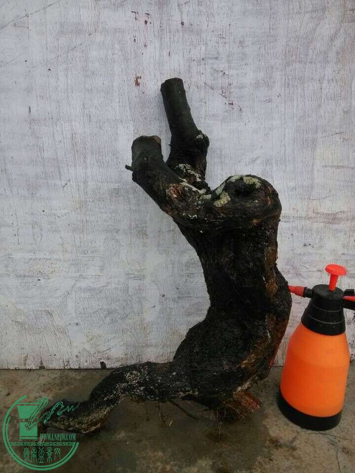 19.jpg