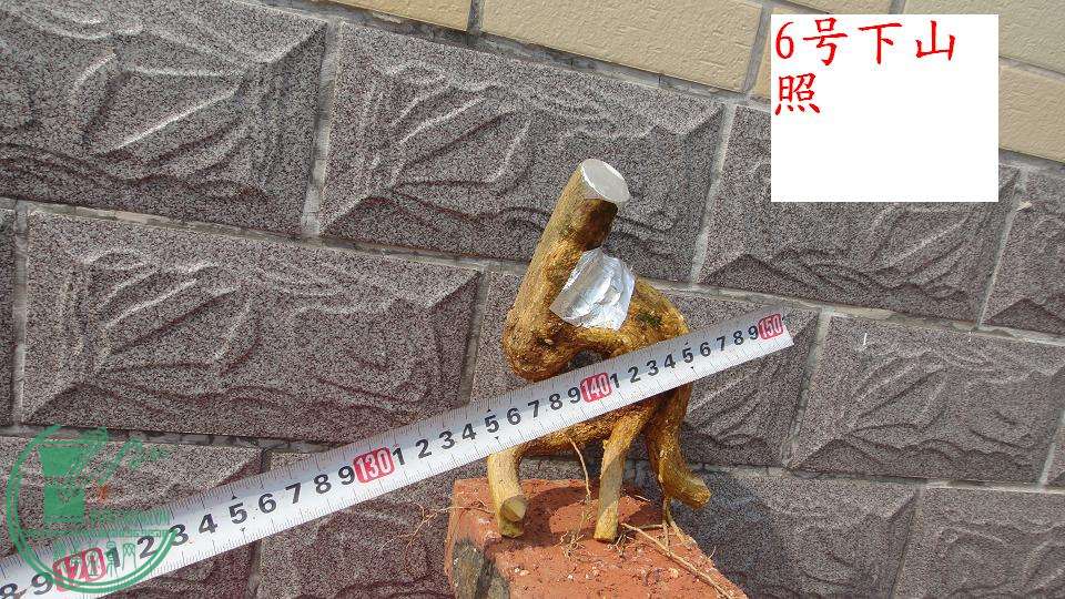 DSC01206.JPG