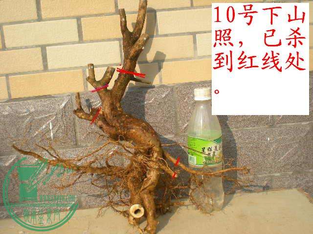 DSCN3520.JPG